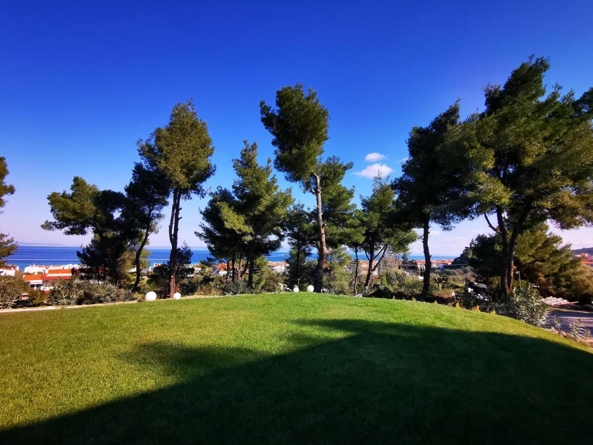 Pine * Polychrono